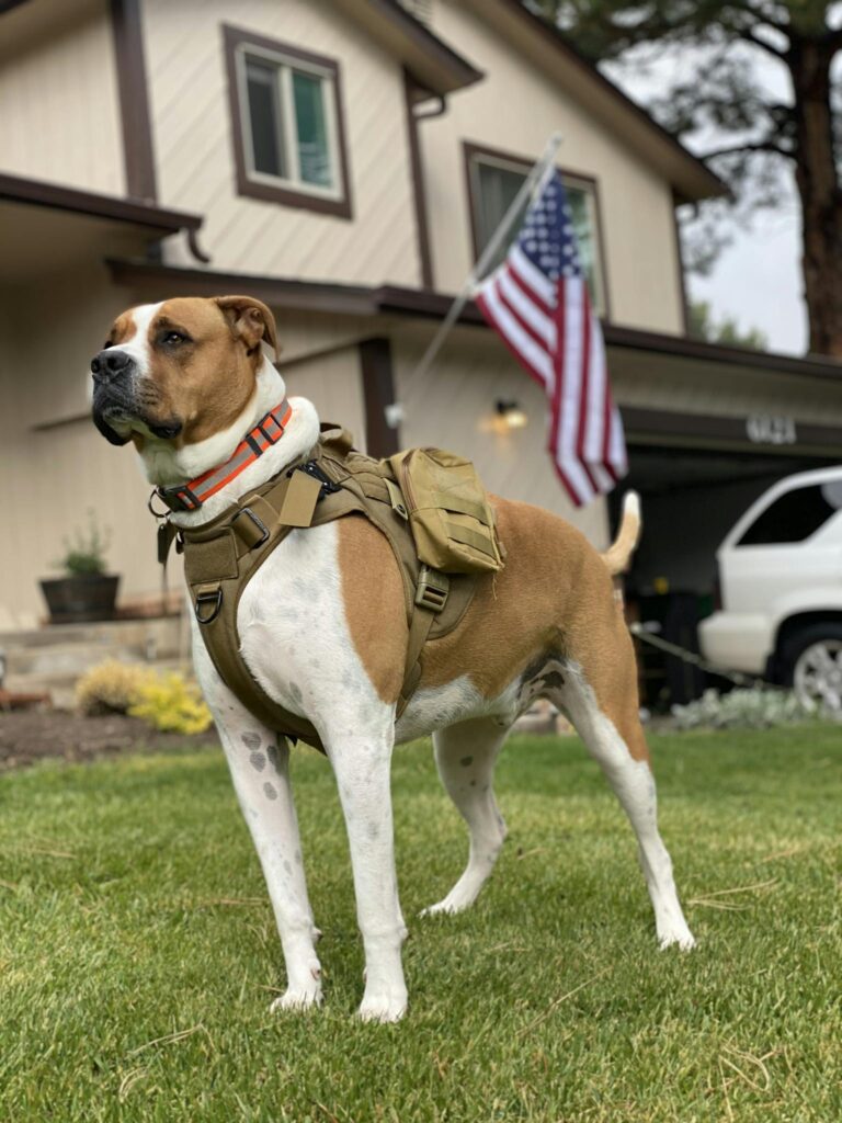 A majestic dog in tactical gear standing proudly with an American flag in the background.