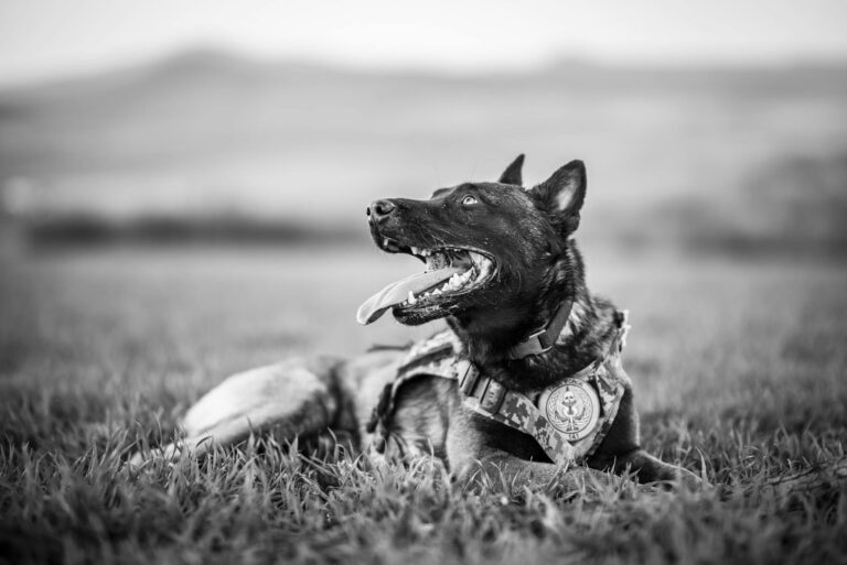 Black and white photo of a Belgian Malinois police dog resting on grass.