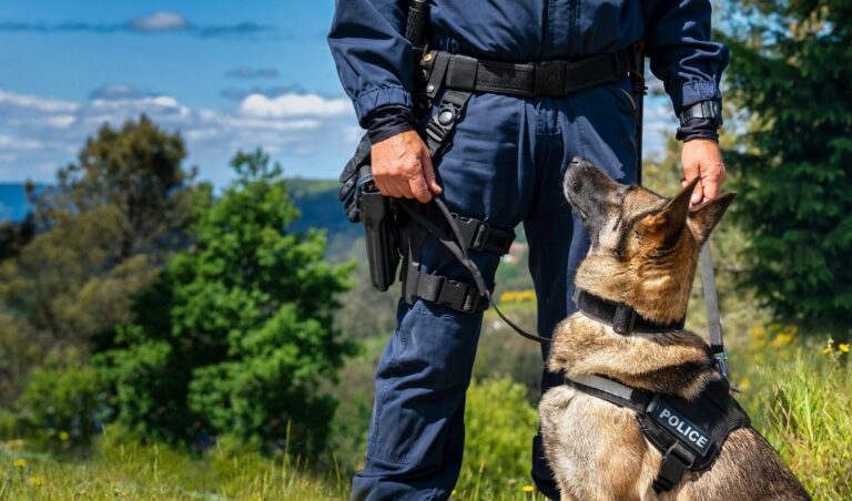 Law enforcement officer and German Shepherd in uniform on a sunny day. Outdoor teamwork.