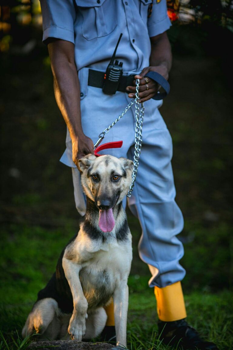 Security personnel holding a German Shepherd on a leash, outdoor setting in Nigeria.